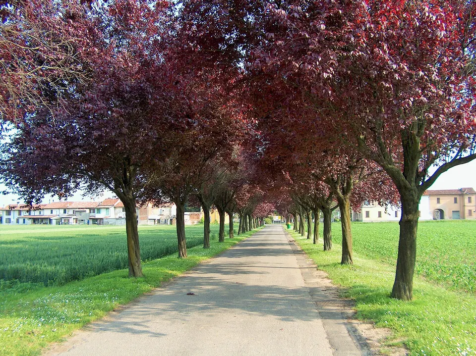 Brembio. Viale alberato di accesso al Cimitero comunale. (2006)