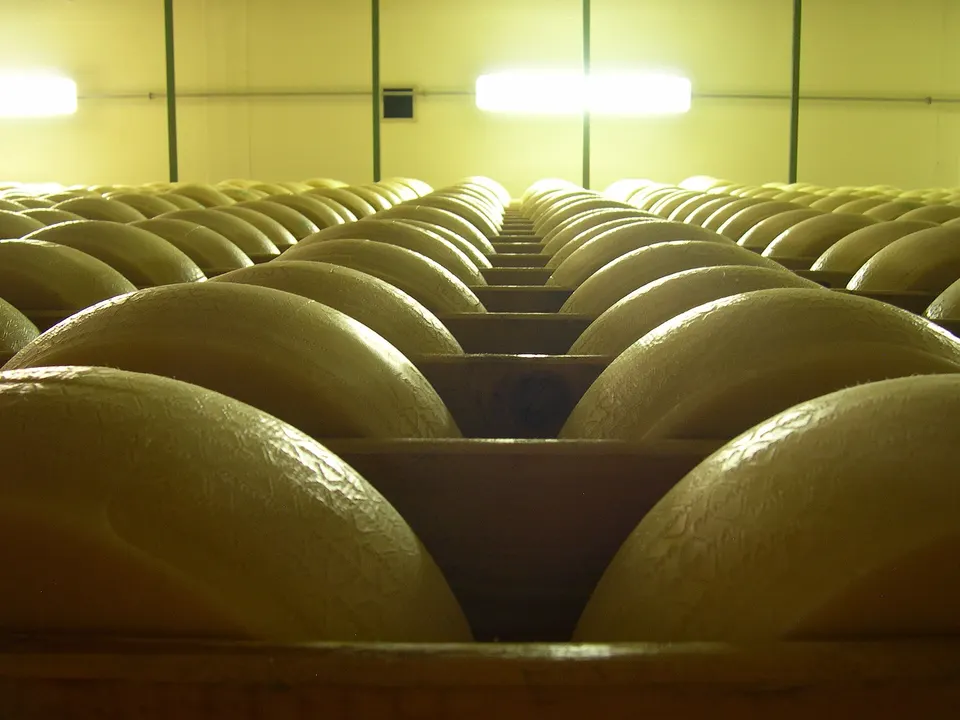 Migliaia di forme di Grana Padano in stagionatura